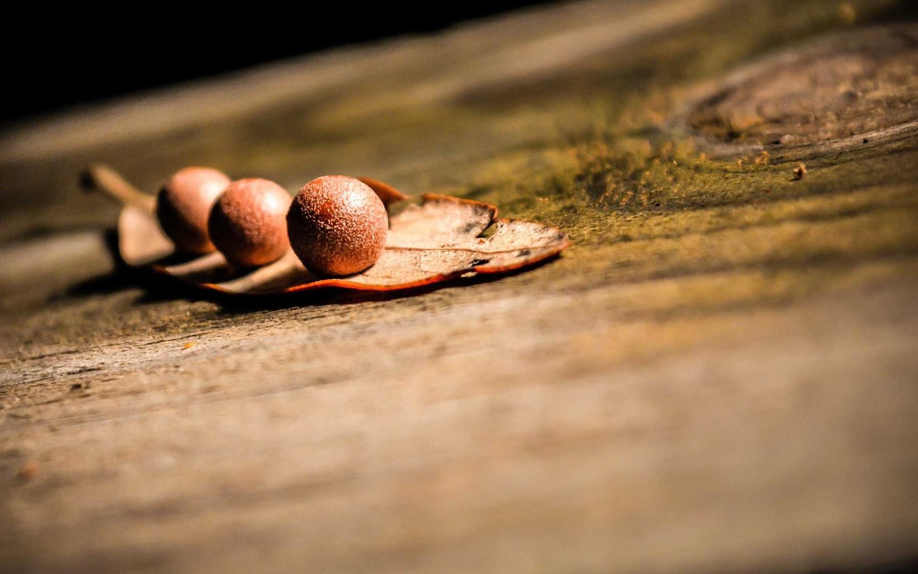 大唐王朝宠物药品购买平台